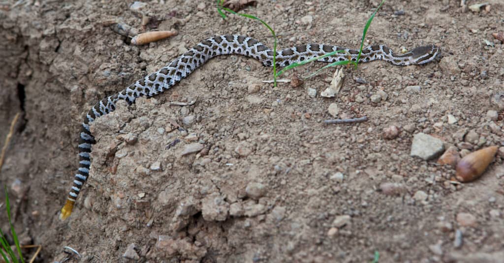 Serpente a sonagli giovanile del Pacifico meridionale