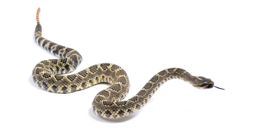 Serpente a sonagli del Pacifico meridionale