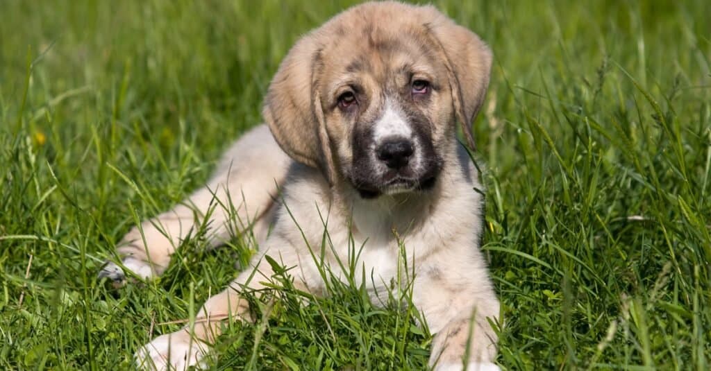 Cucciolo di mastino spagnolo sdraiato nell'erba