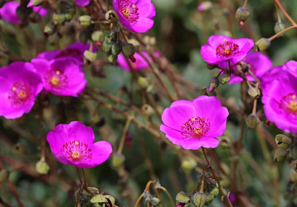 Fiori di calendrinia rosa