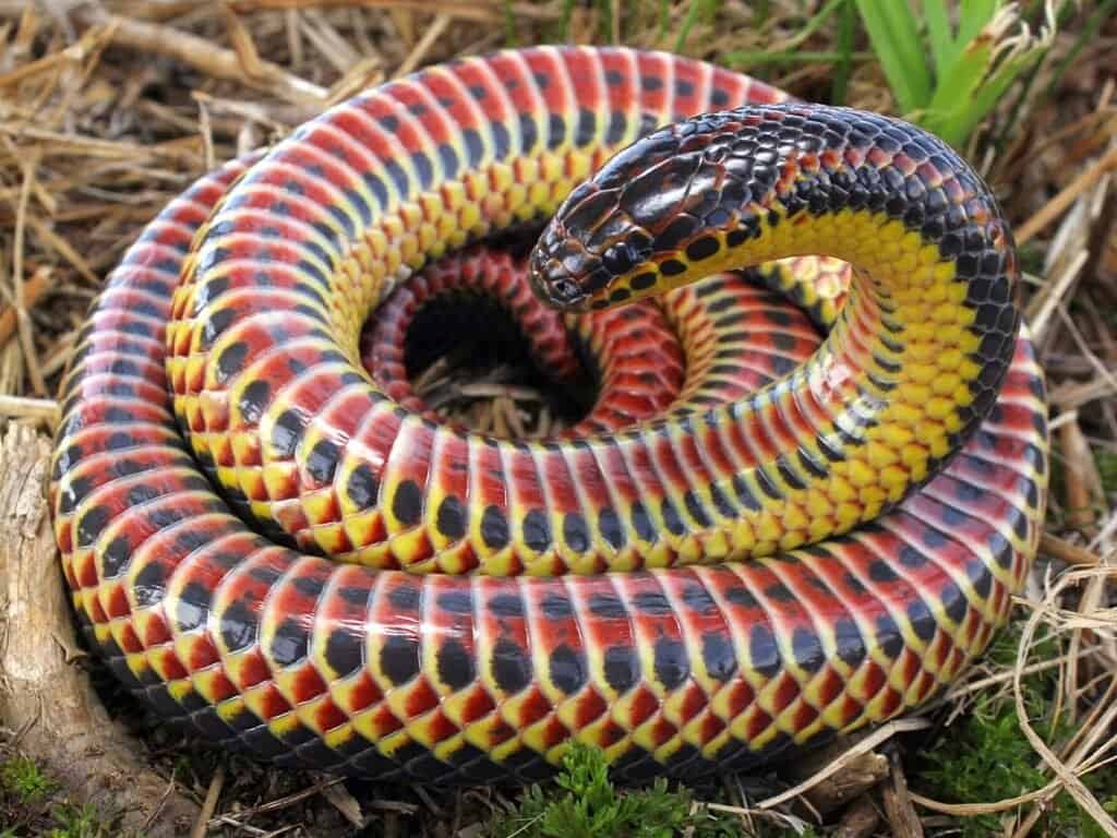 I serpenti arcobaleno hanno strisce nere, gialle e rosse.