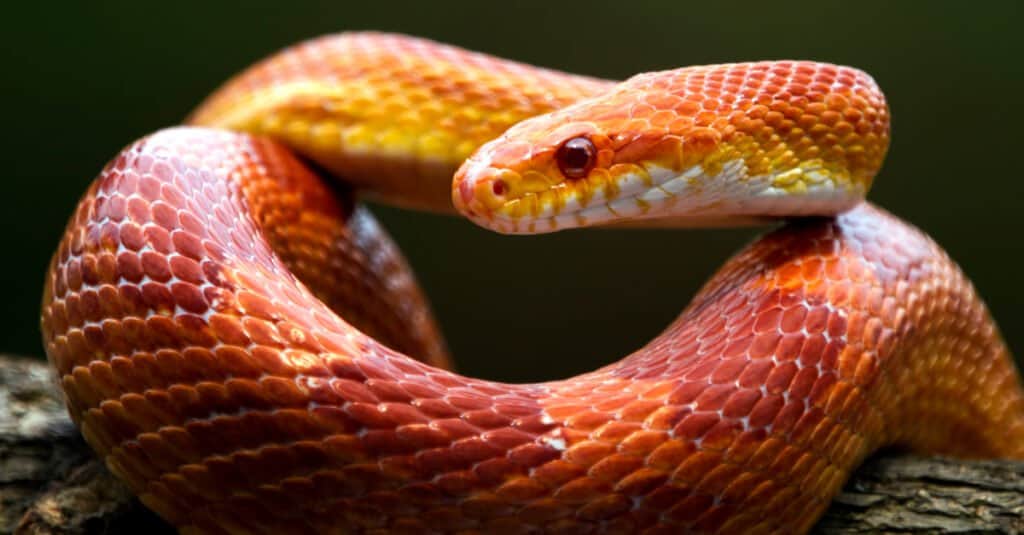 primo piano di un serpente di mais