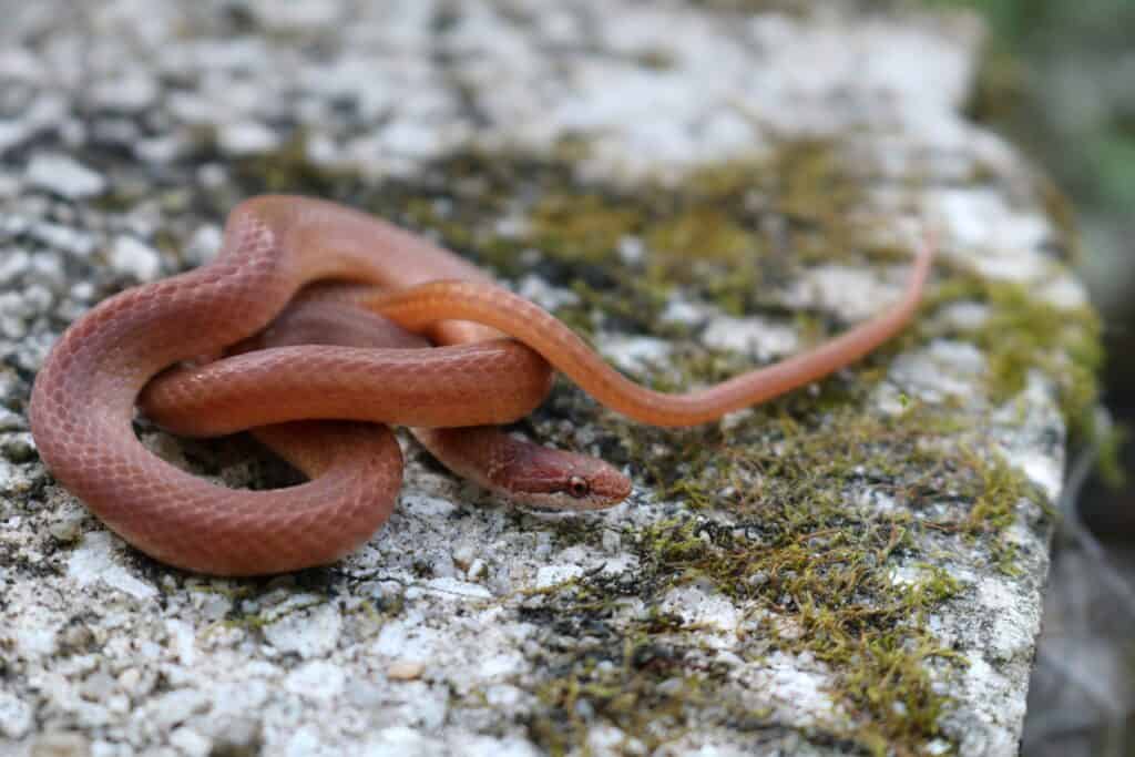 Un serpente dei boschi di pino