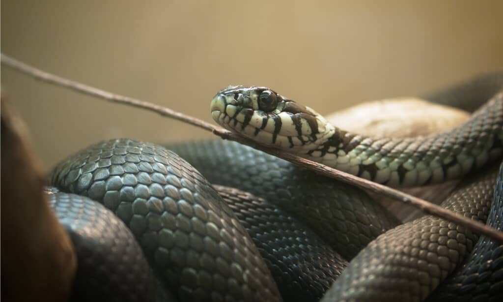 serpente di ratto grigio