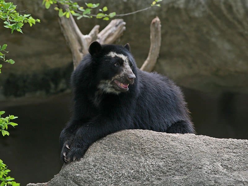 Orso dagli occhiali seduto all'ingresso della grotta