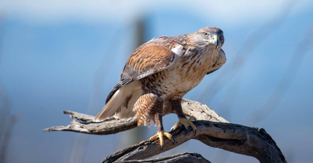Falco ferruginoso su un ramo nel deserto dell'Arizona.