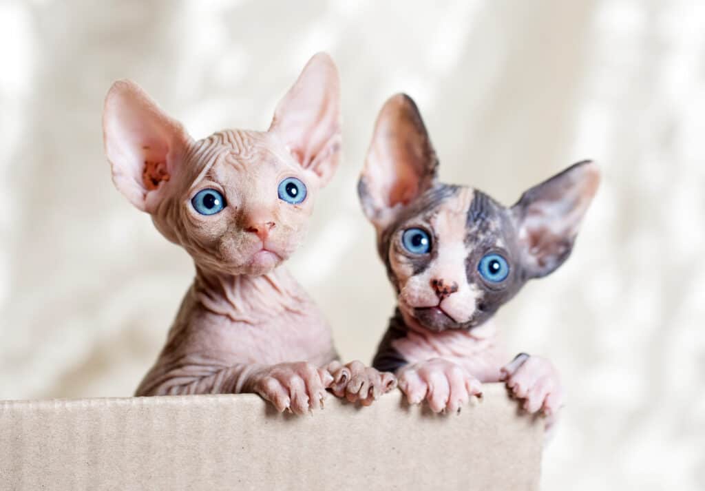 I gattini Sphynx sono molto carini con le loro grandi orecchie e gli occhi.