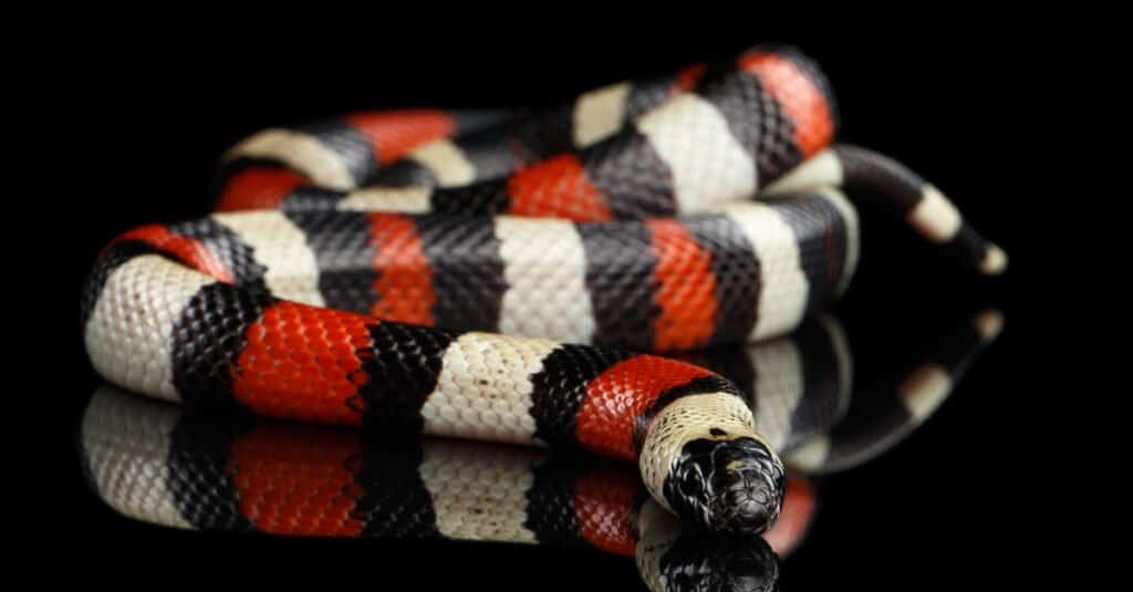 Cosa mangiano i serpenti del latte - Il serpente del latte di Campbell