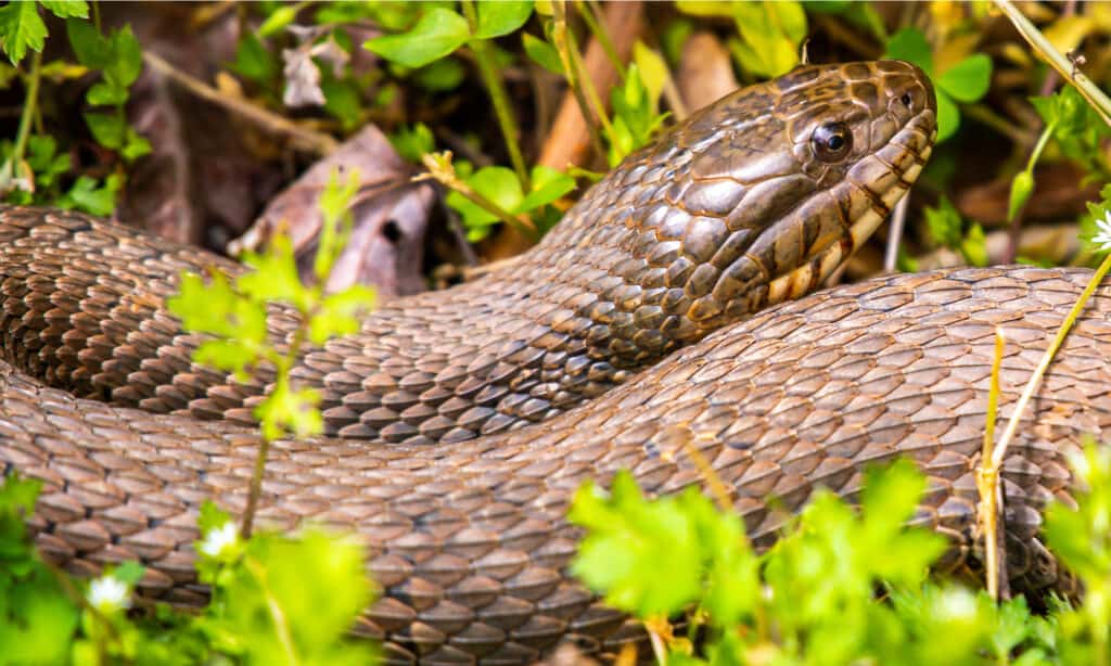 Re Serpente Talpa Settentrionale