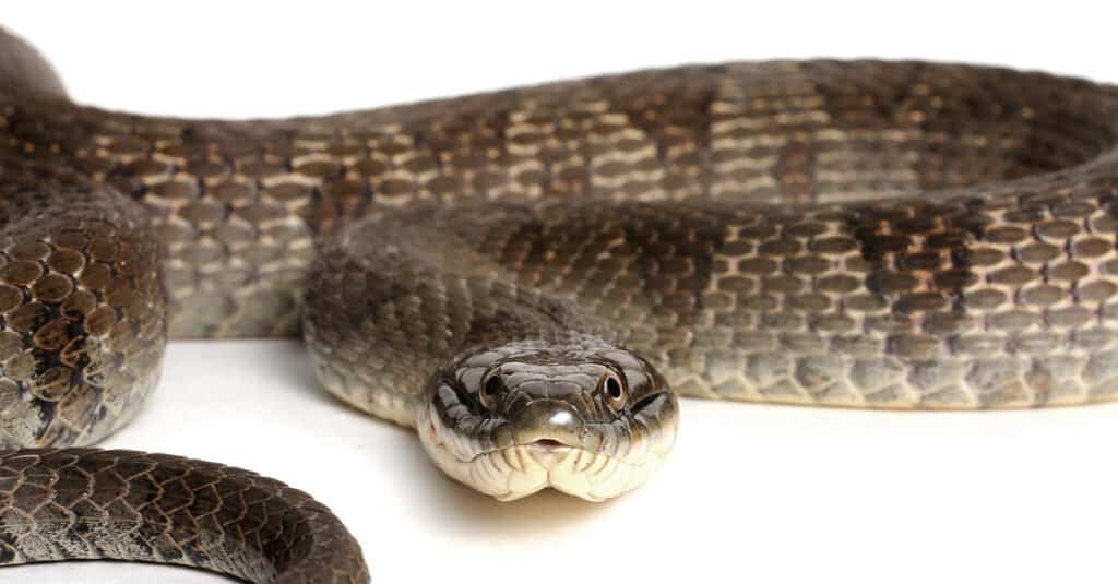 Serpenti nel Maine - Serpente d'acqua settentrionale / Serpente d'acqua del lago Erie (Nerodia sipedon insularum)