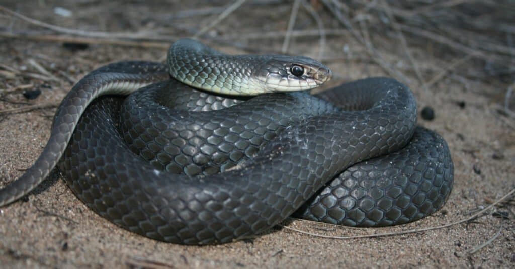 Serpente corridore blu
