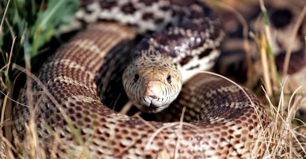 Bullsnake - Arrotolato