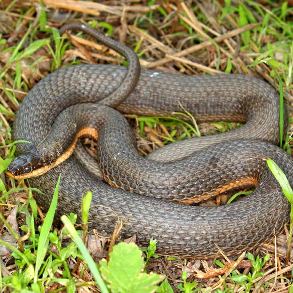 Serpente regina avvolto nell'erba