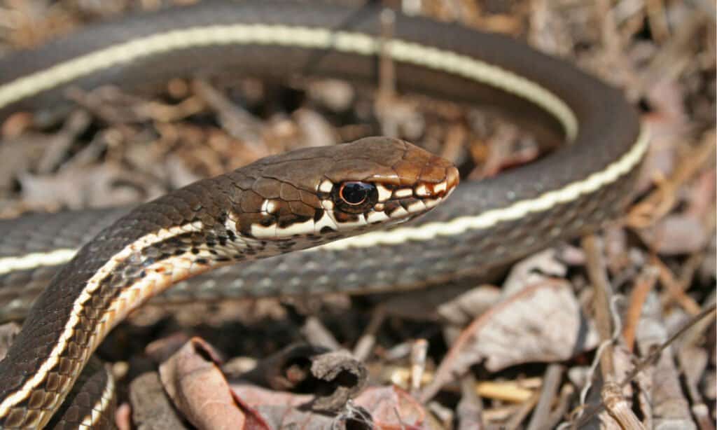 Corridore a strisce - Whipsnake