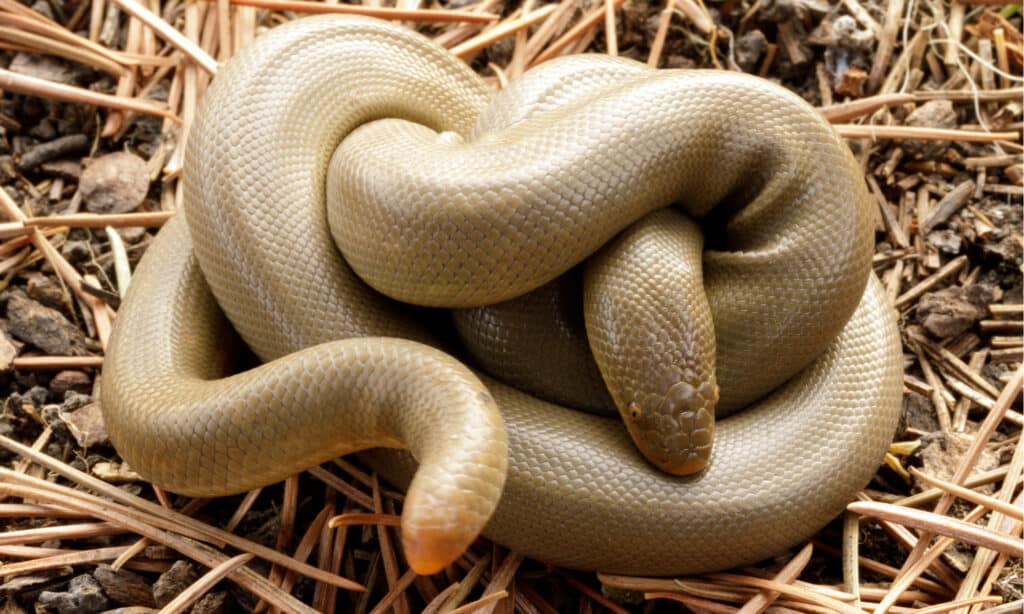 Serpenti nel Montana - Boa di gomma settentrionale