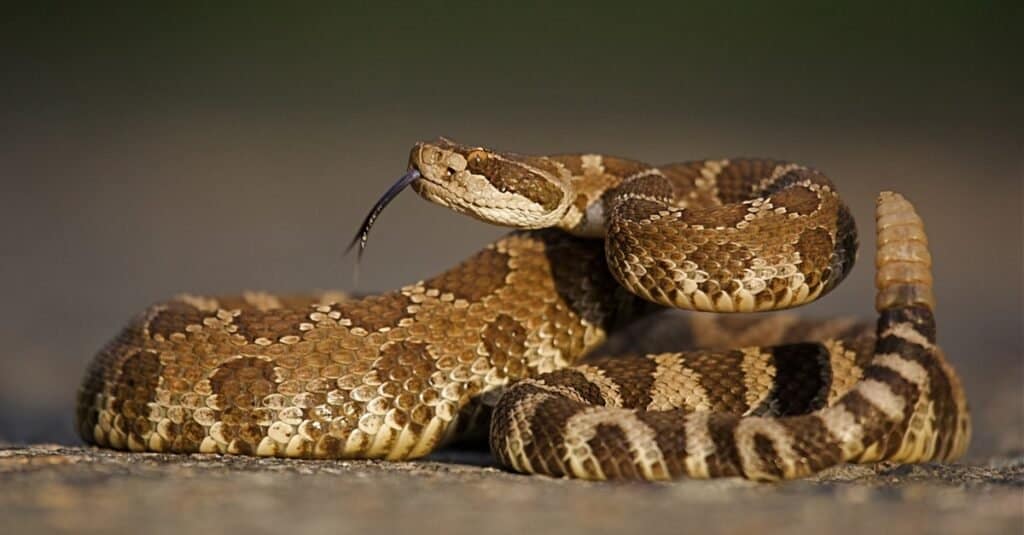 Il più grande serpente a sonagli