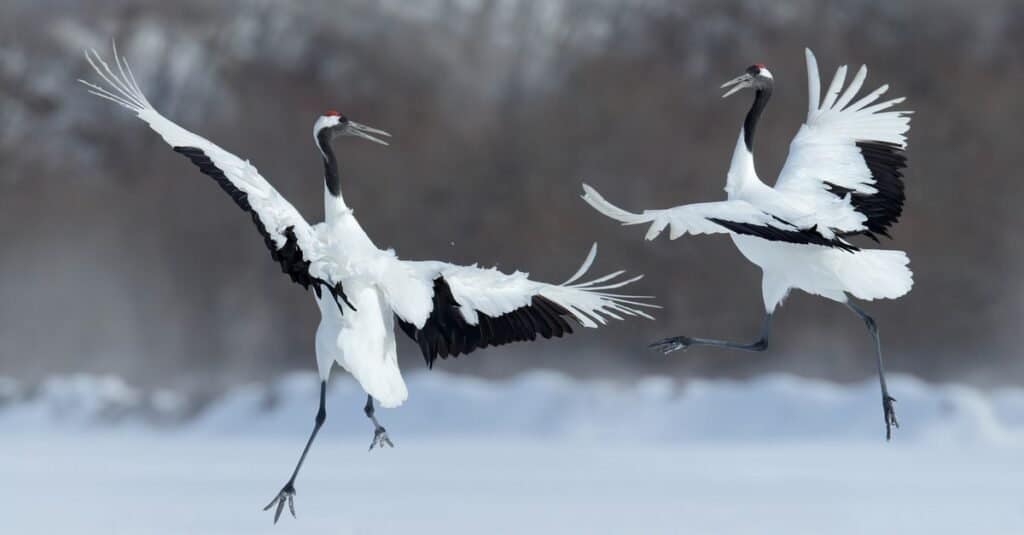 Animali che ballano