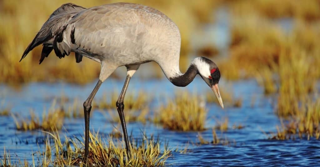 La più alta gru comune di uccelli volanti