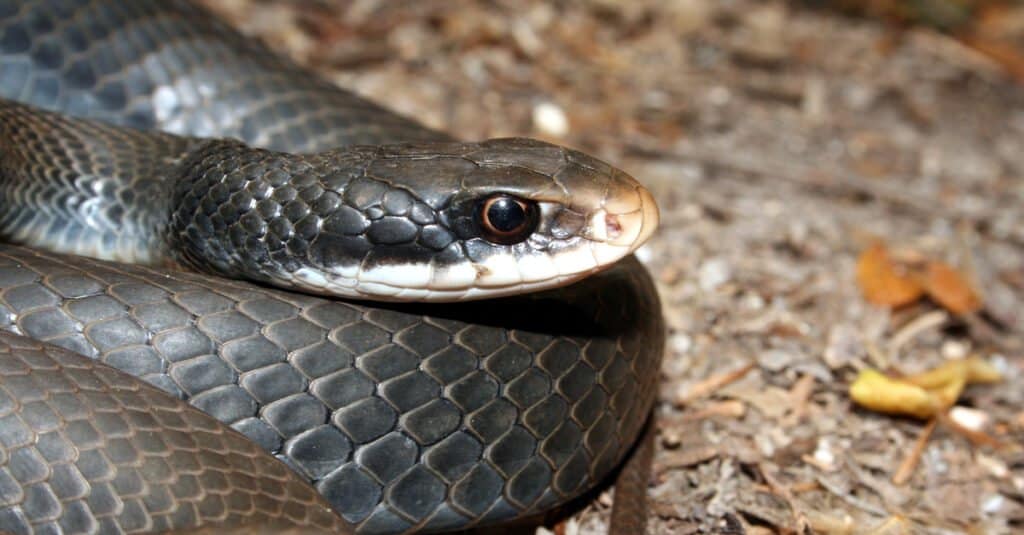 3 serpenti di ratto nella Carolina del Nord