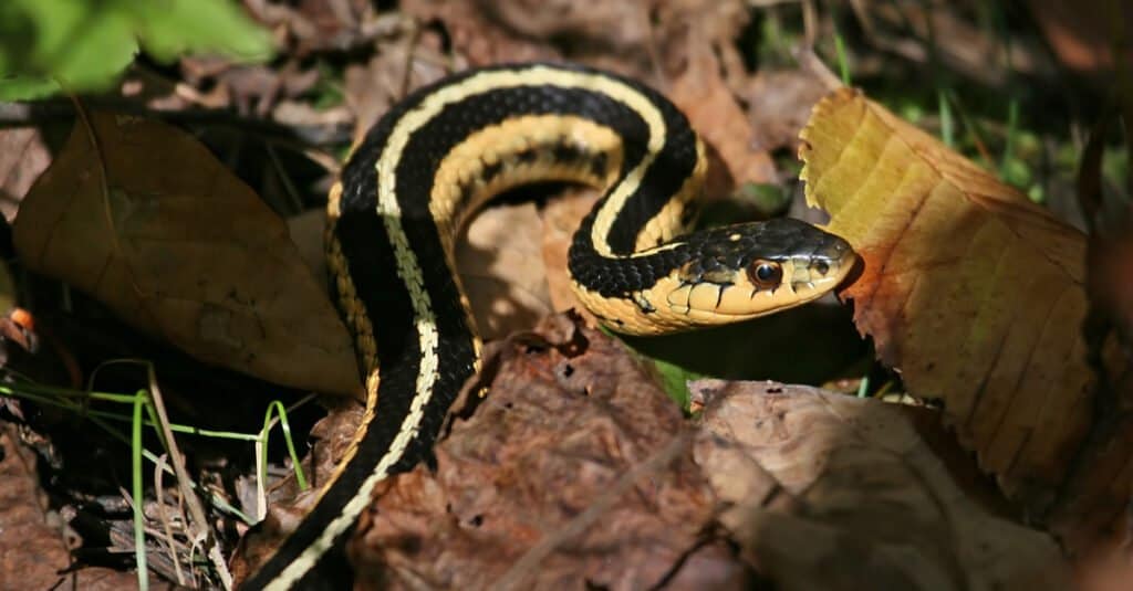 Serpente giarrettiera a nastro settentrionale (Thamnophis sauritus septentrionalus)