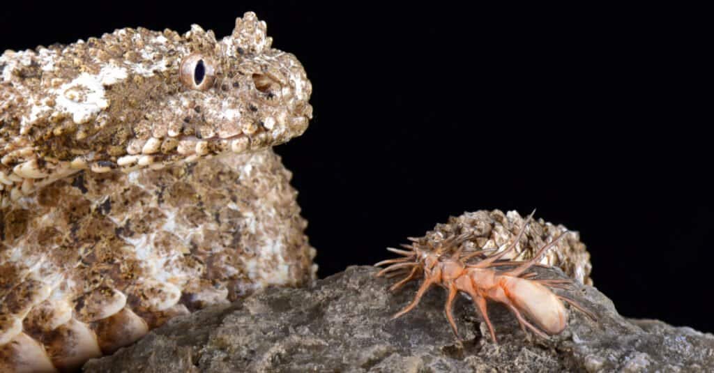 La vipera cornuta dalla coda di ragno (Pseudocerastes urarachnoides) ha una coda unica che ha un'estremità a bulbo e che viene utilizzata per catturare gli uccelli.  Vive in Iran.