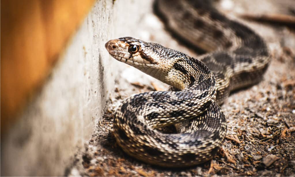I serpenti gopher sono il serpente non velenoso più comune in Arizona