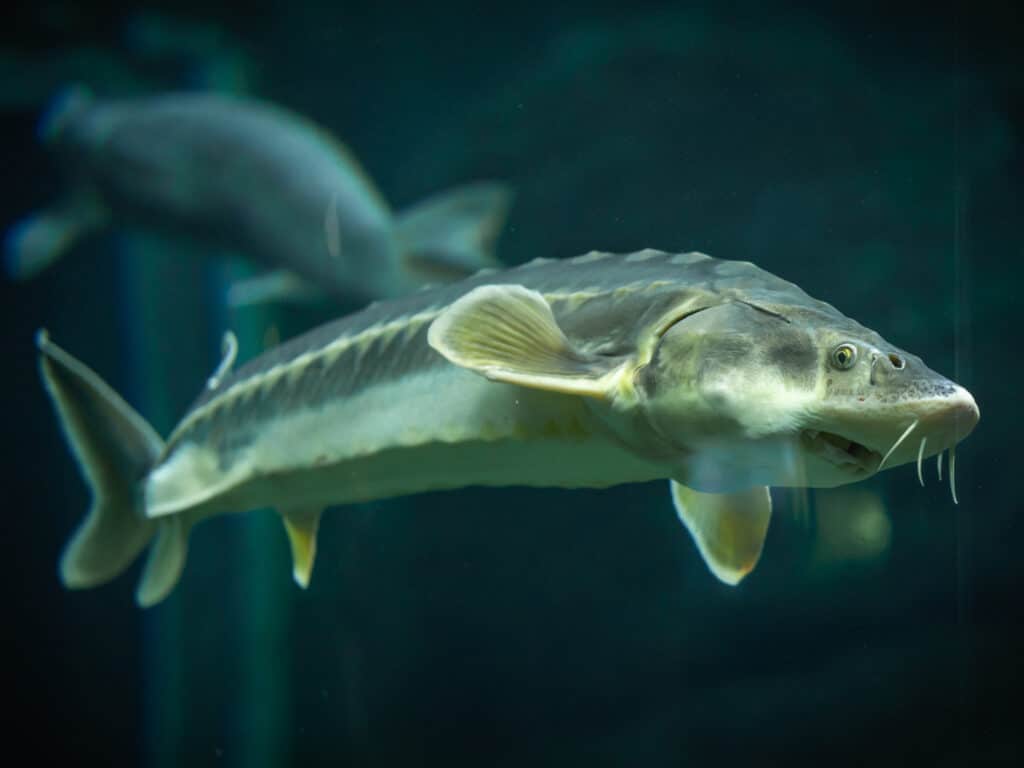 Primo piano di uno storione in acquario