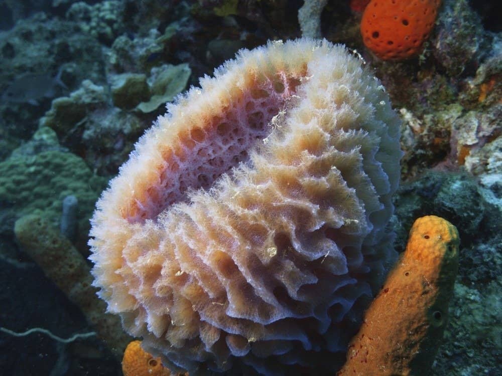 Spugna nel Mar dei Caraibi intorno a Bonaire.
