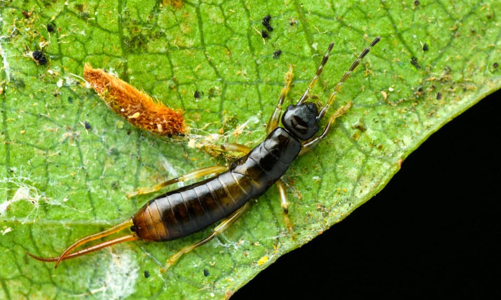 Ci sono 22 diverse forme di forbicine negli Stati Uniti