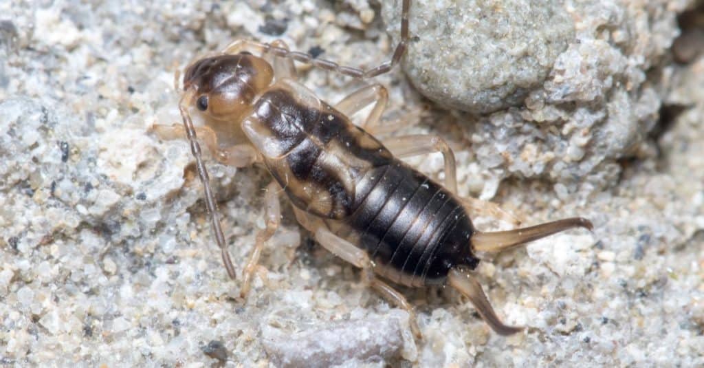 Forbicina comune, Forficula auricularia, camminando su una roccia in una giornata di sole.