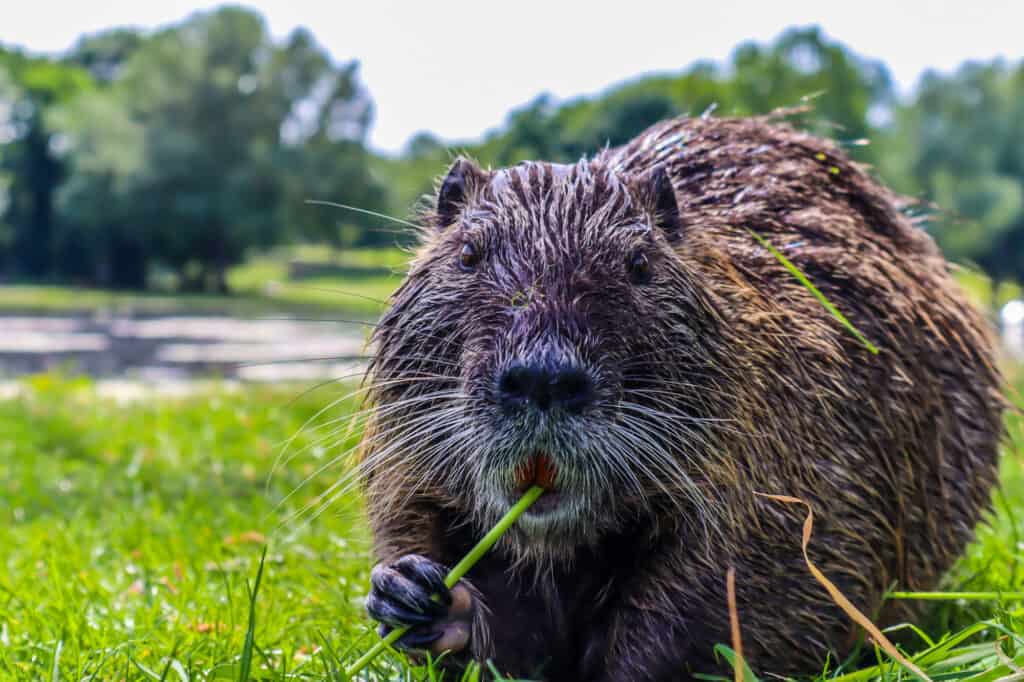 topo muschiato 