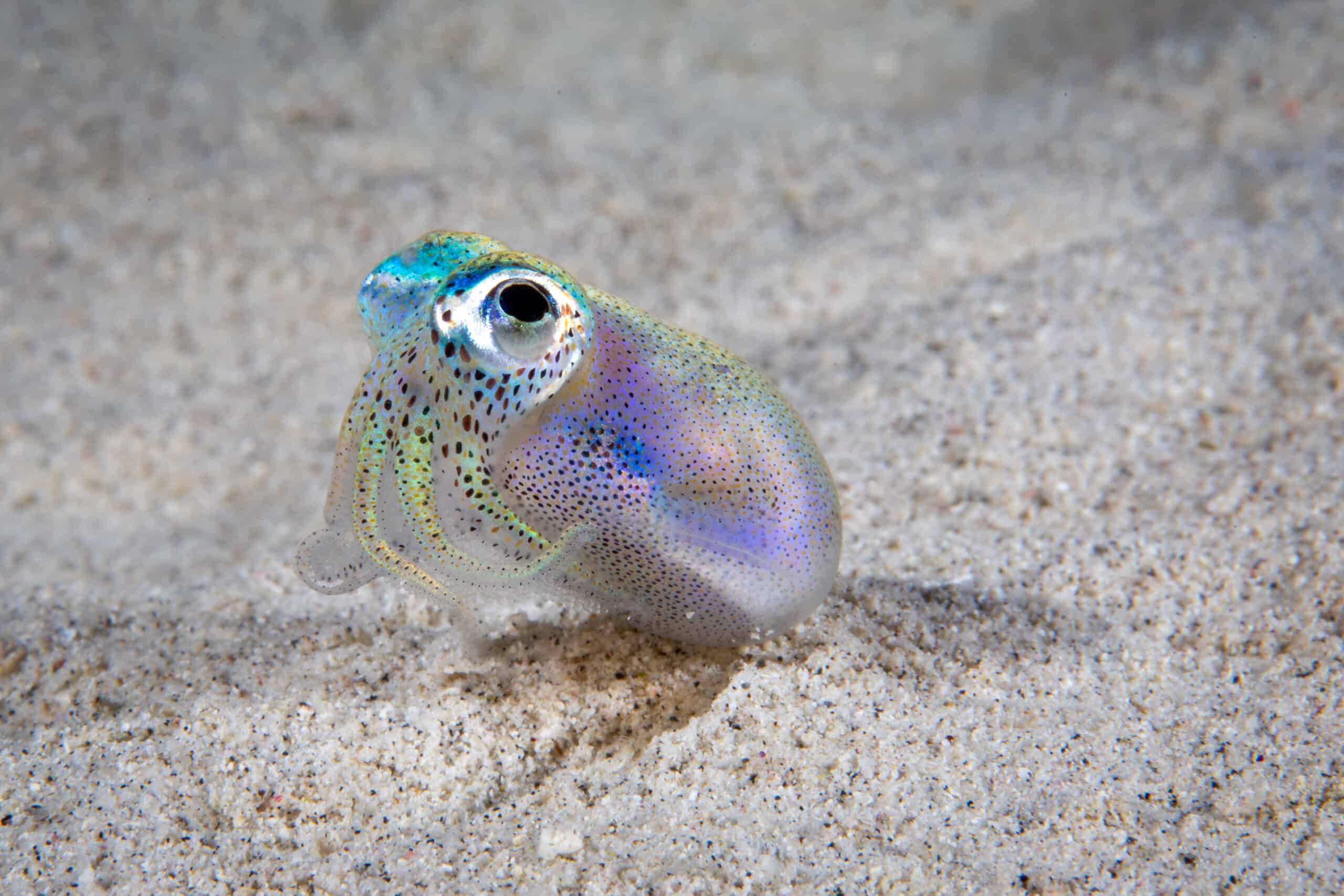 I calamari bobtail hawaiani sono piccoli - lunghi solo circa 1 o 2 pollici