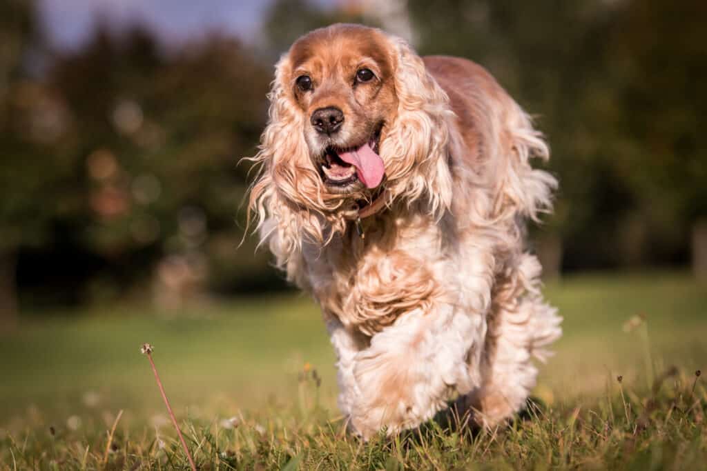 I lunghi capelli ondulati e gli occhi espressivi di Benji sono tratti in comune con il cocker spaniel