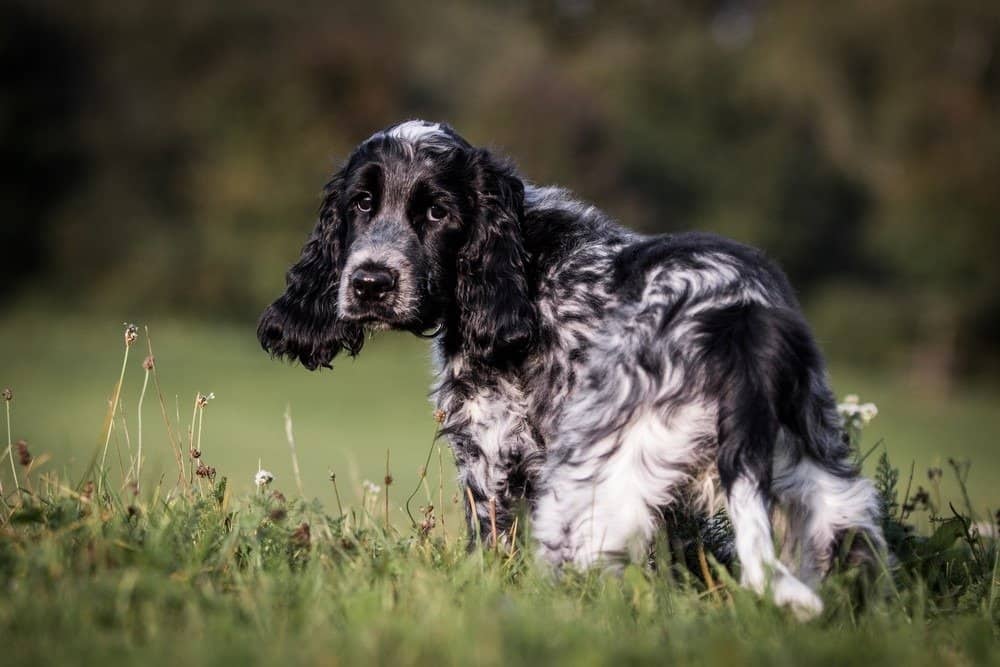 Esecuzione di cocker spaniel inglese