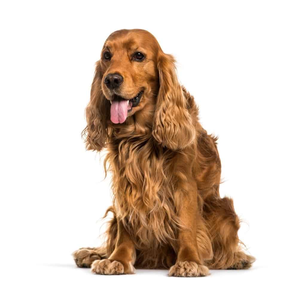 English Cocker Spaniel dog sitter e ansimante, immagine isolata