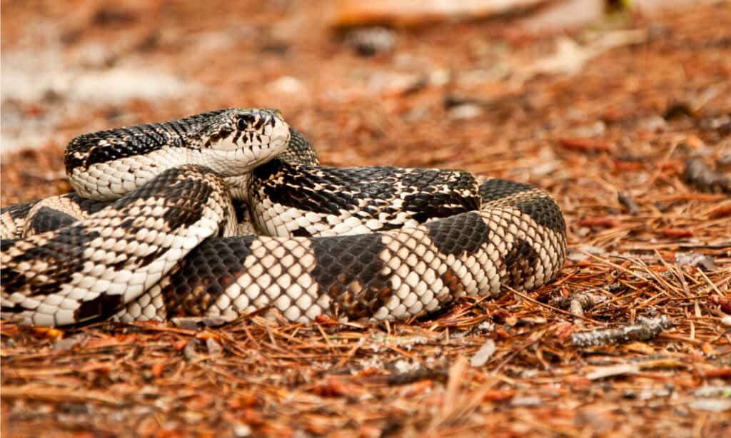 serpente di pino