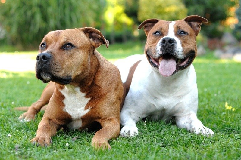Coppia di staffordshire bull terrier