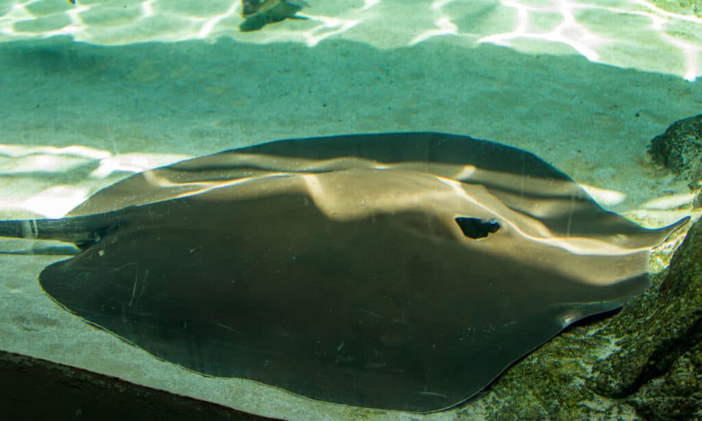 Razza d'acqua dolce gigante del Mekong (Urogymnus polylepis)