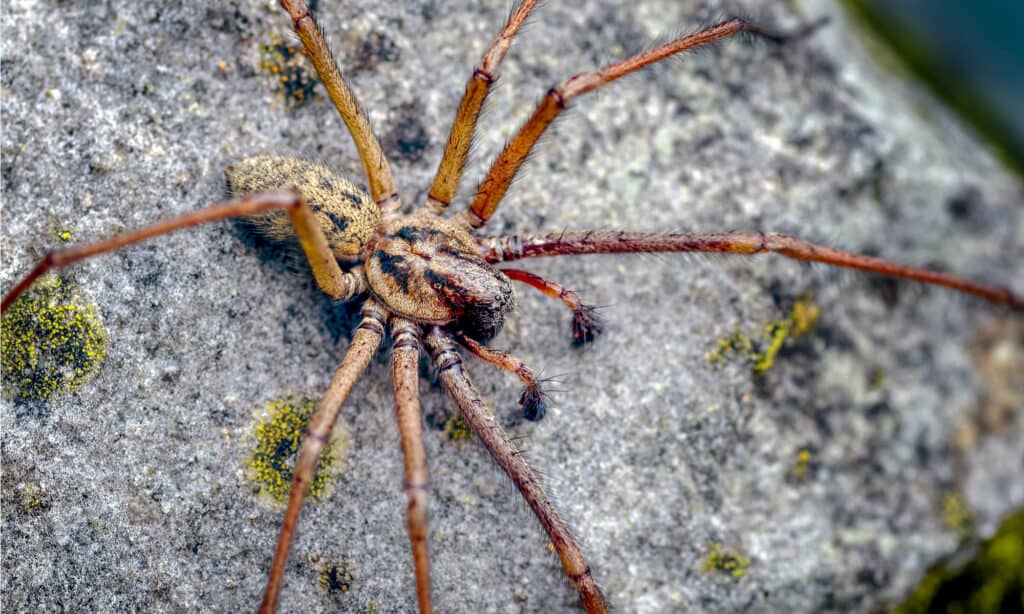 Ragno domestico gigante