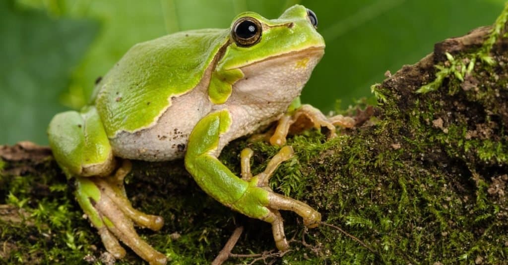 Raganella verde europea (Hyla arborea in agguato per la preda in ambiente naturale