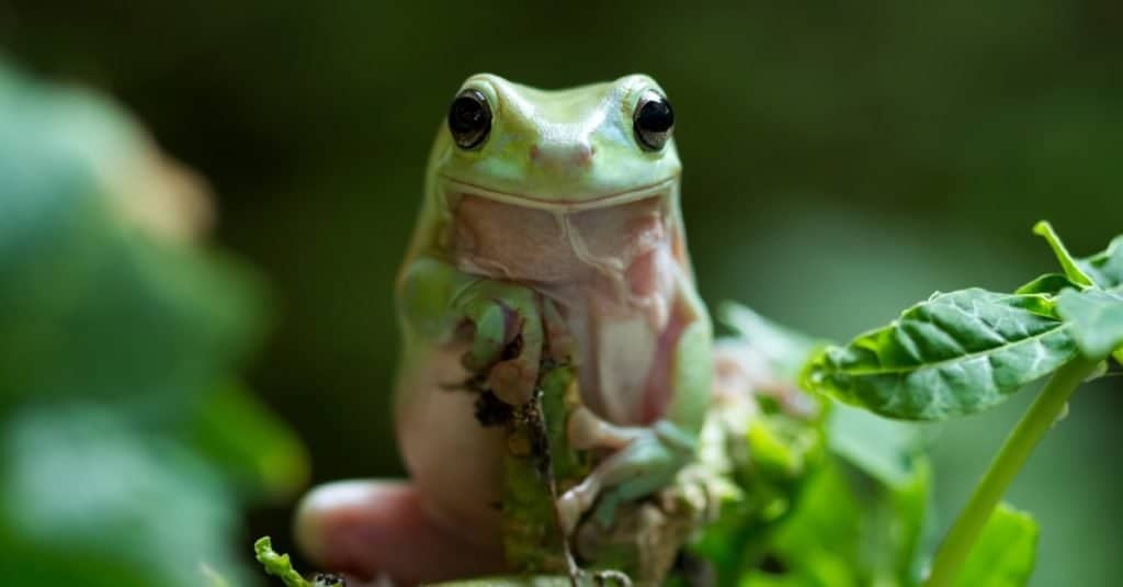 Cosa mangiano le raganelle verdi?  - Raganella verde australiana sul ramo