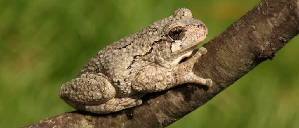 Raganella grigia (Hyla versicolor) su un albero con uno sfondo verde
