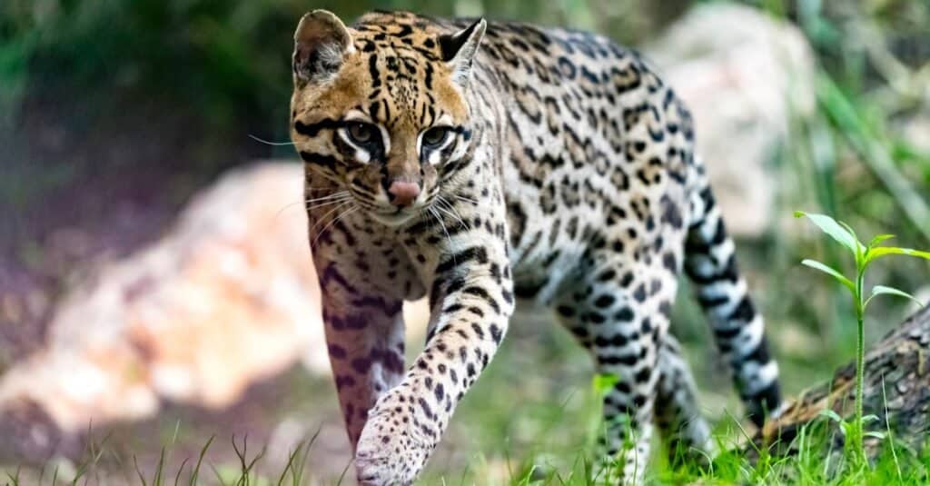 Tipi di gatti selvatici - Ocelot