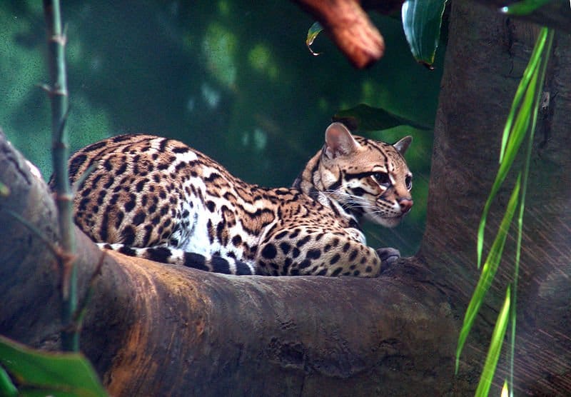 Ocelot vs Leopardo nebuloso