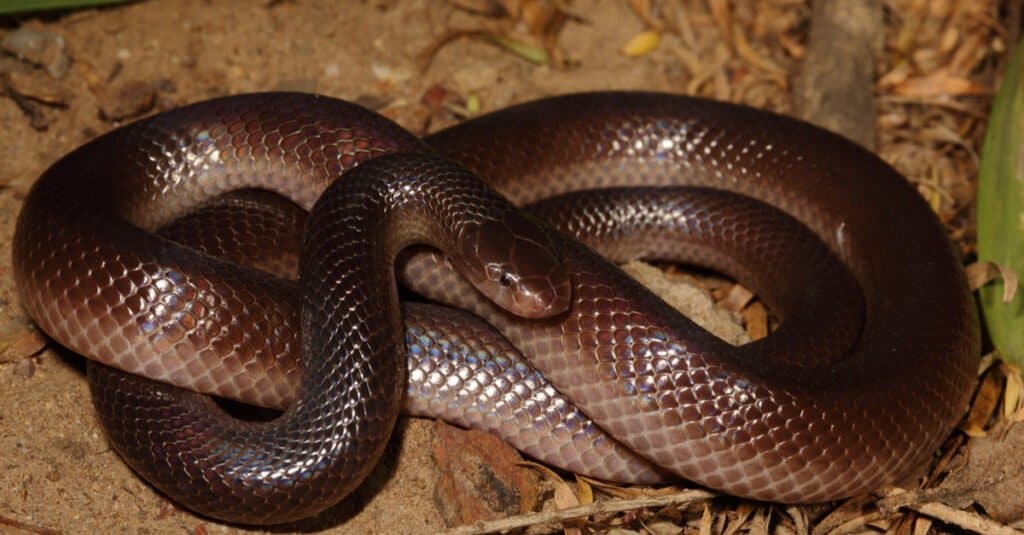 Il velenoso serpente a spillo di Bibron.  L'intero corpo del <a href=
