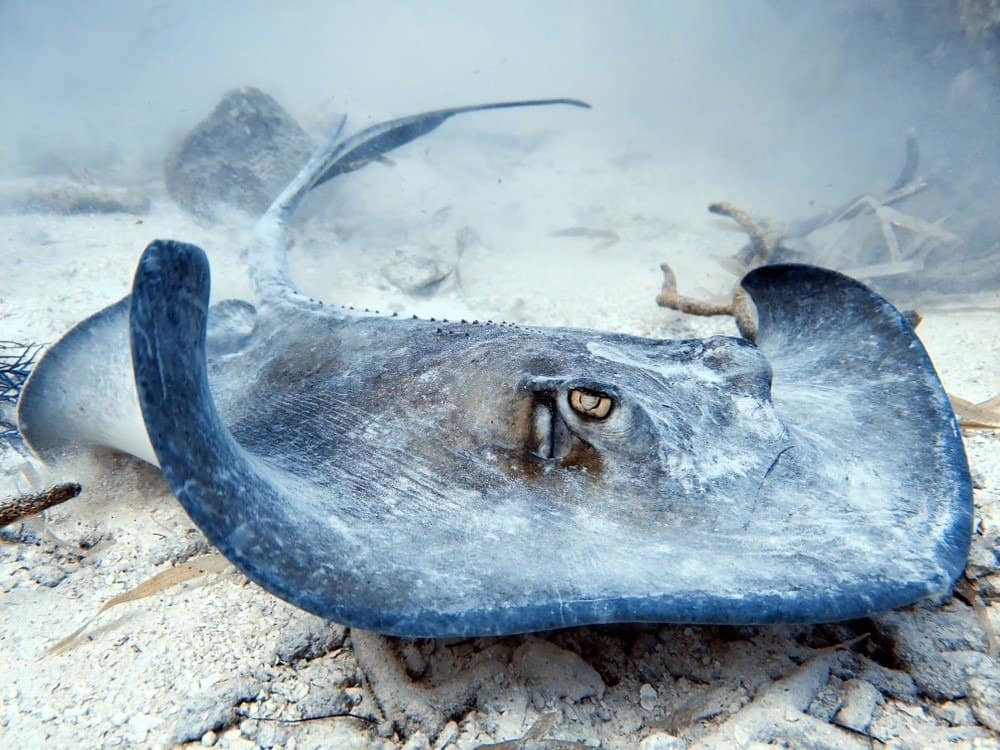 Una razza meridionale che naviga sul fondo dell'oceano al largo di Grand Turk mentre cerca la colazione