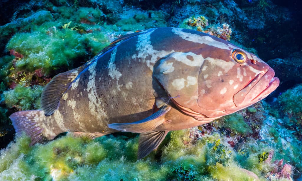 Cernia di Nassau
