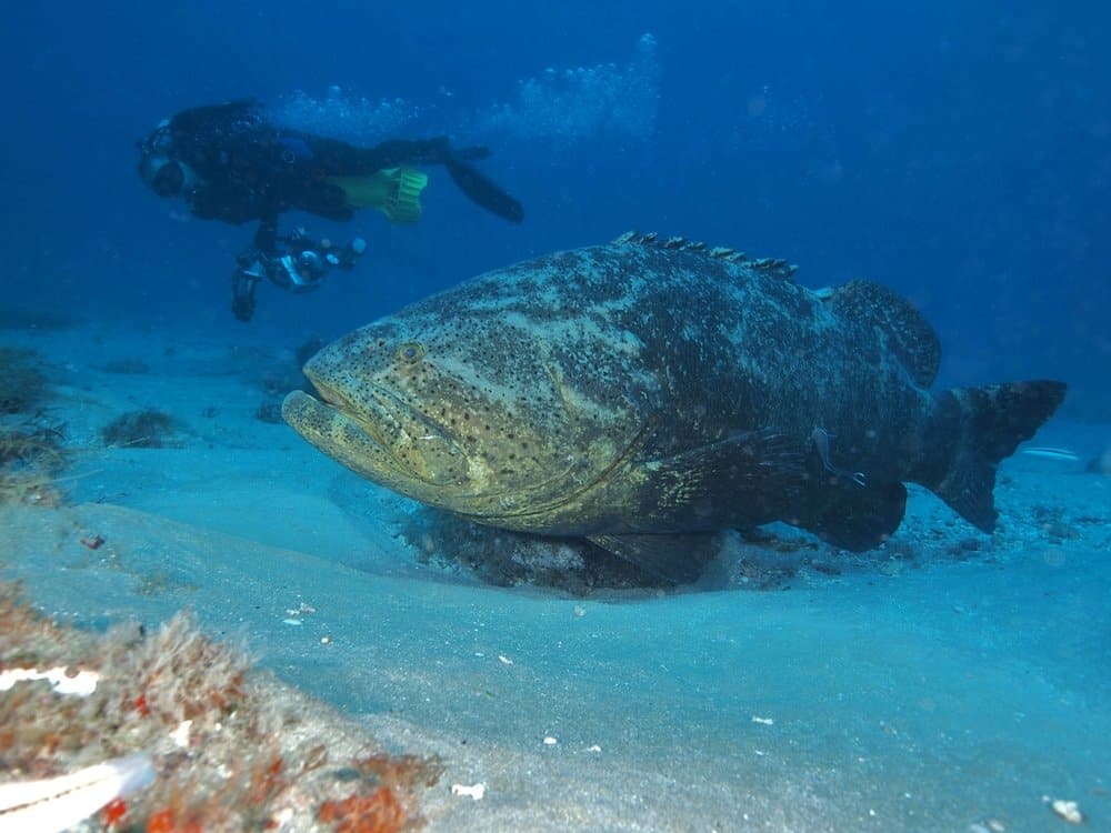 Cernia Golia (Epinephelus willa)