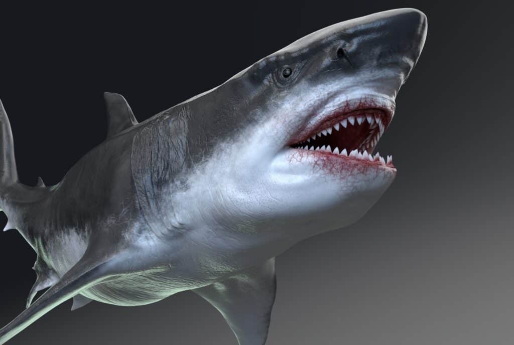 Il megalodonte ha il vantaggio offensivo contro l'ittiosauro