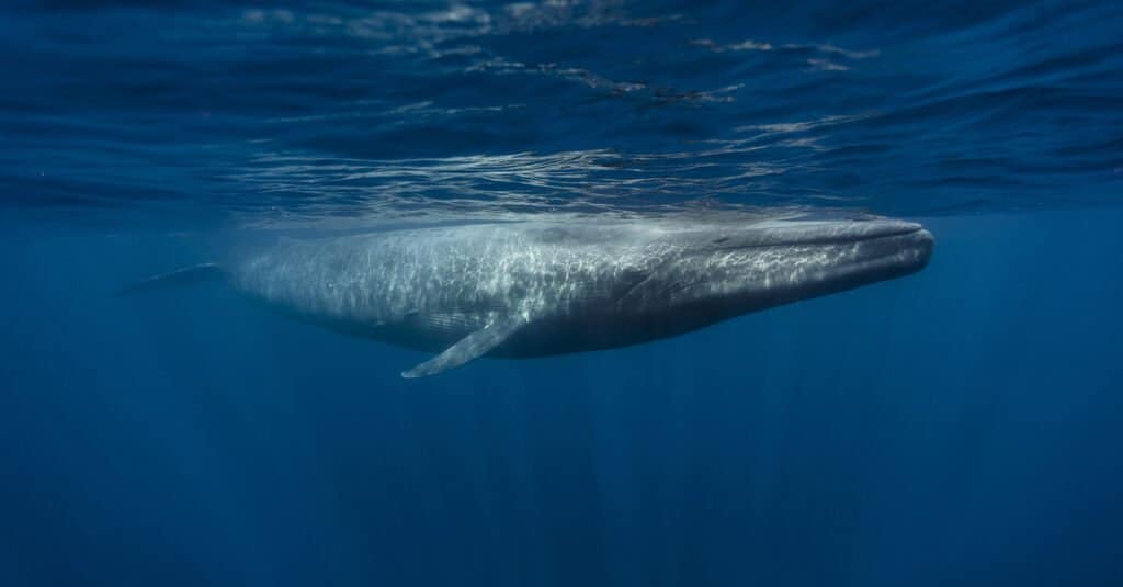 Le balenottere azzurre sono in pericolo - Una balenottera azzurra vicino alla superficie